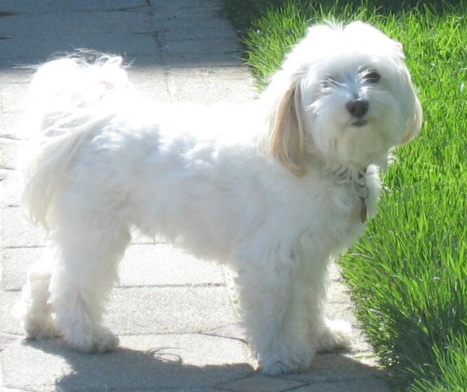 Bichon Havanese