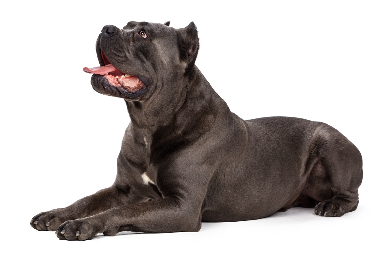 Cane Corso