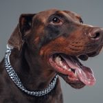 Dobermann