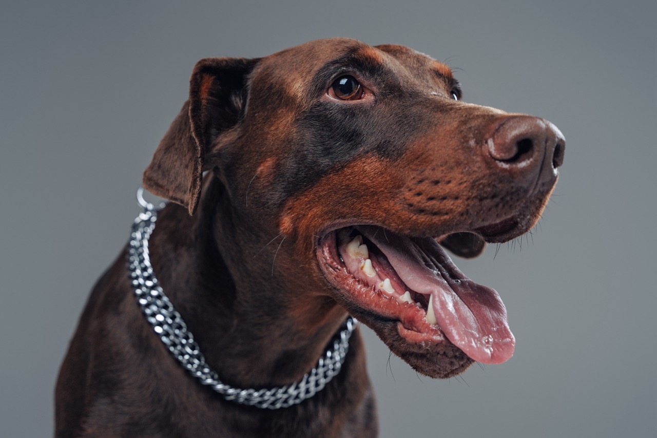 Dobermann