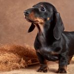 Fekete kölyök tacskó