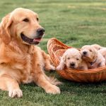 Golden retriever bébik
