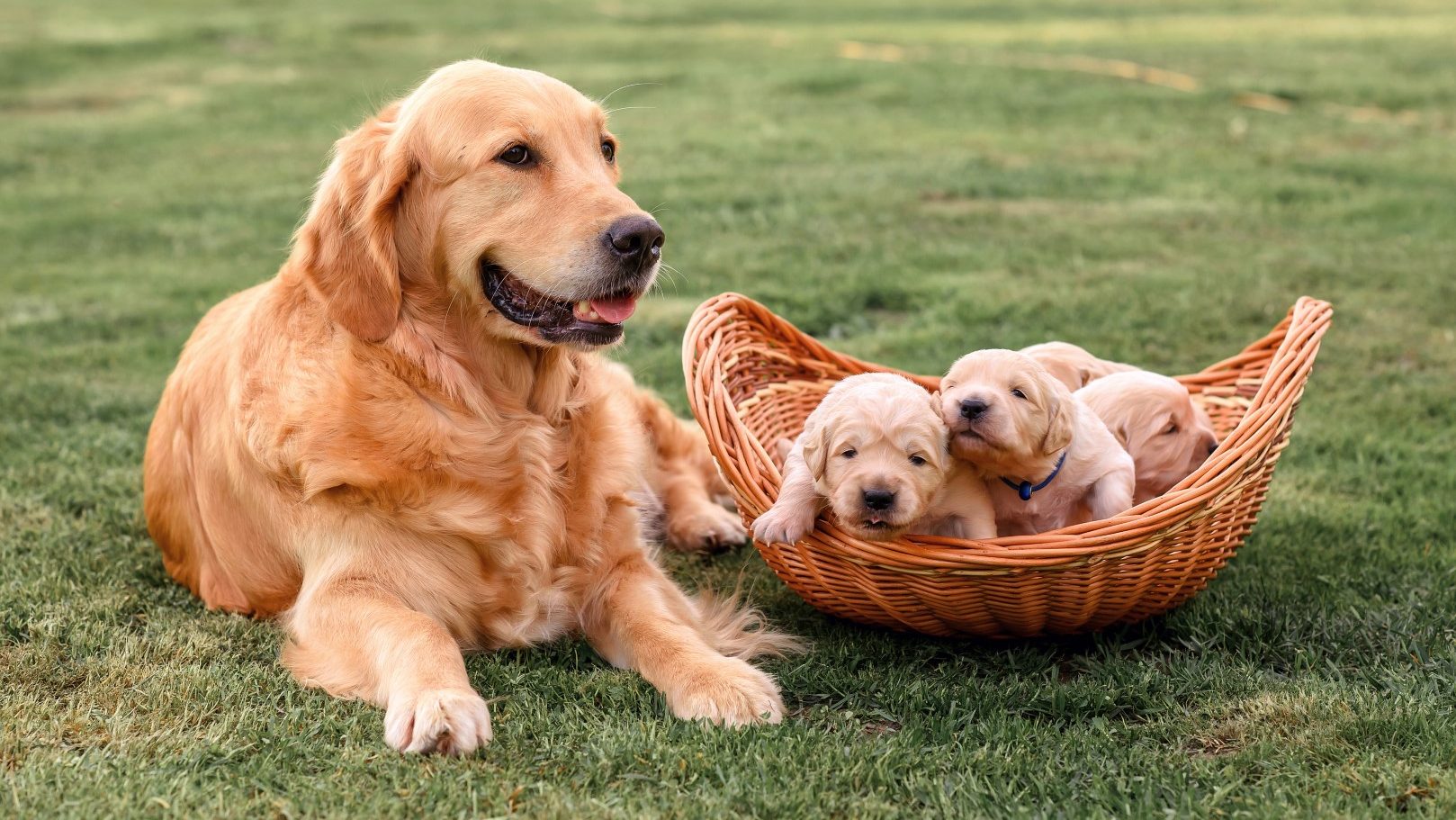 Golden retriever bébik
