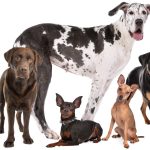 Különleges kutyanevek