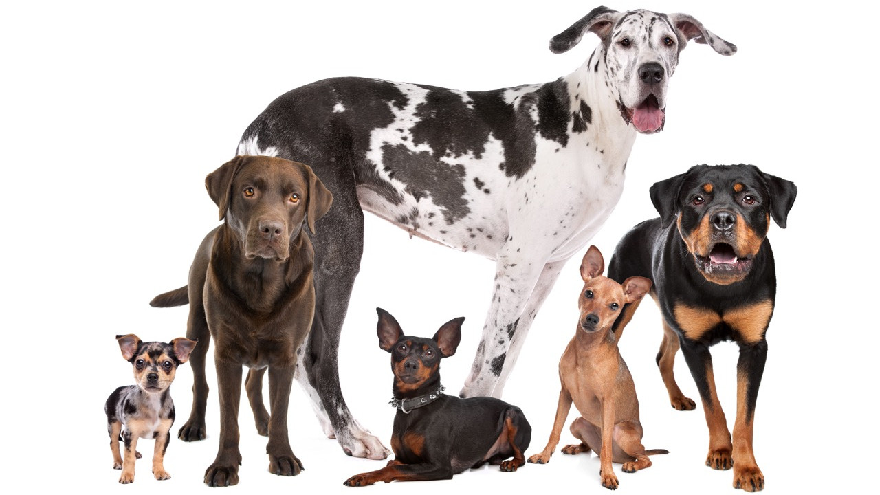 Különleges kutyanevek