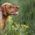 Vizsla magyar kutyafajta