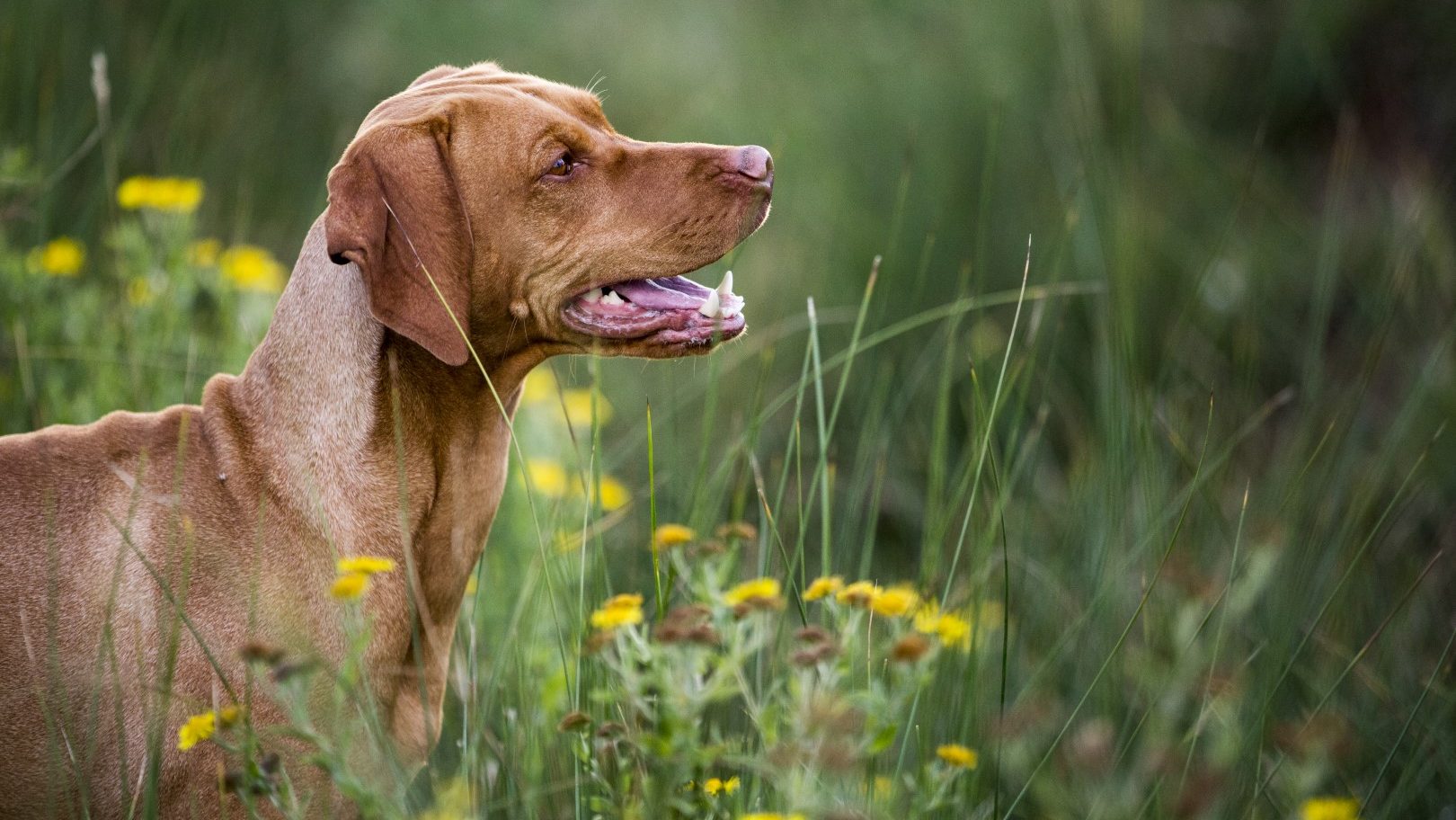 Vizsla magyar kutyafajta