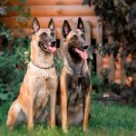 németjuhász kutyák