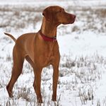 Vizsla