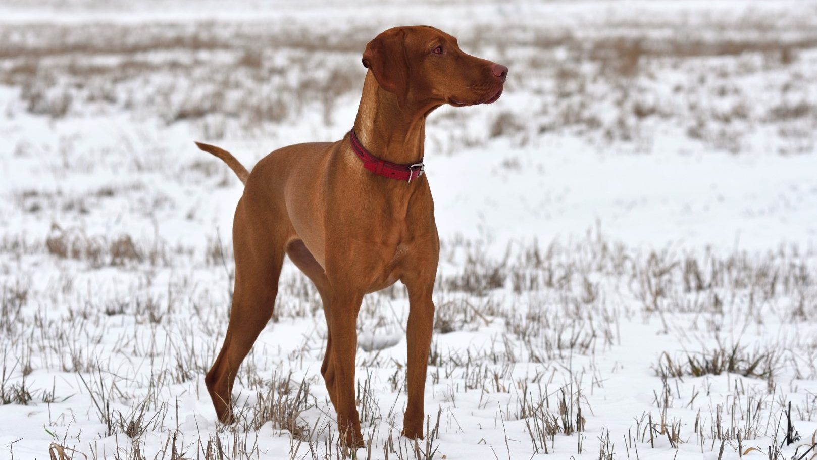 Vizsla